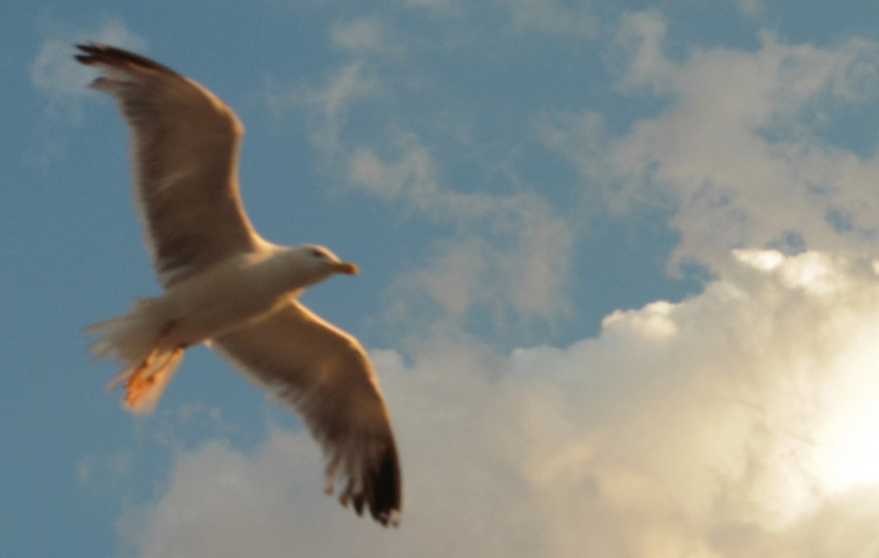 Mouette sur la mer