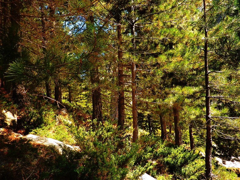 Forêt de Padula